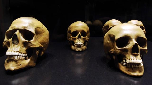 Neandertaler-Schädel während der Gastausstellung - Wege zum Menschen - im Museum für Naturkunde in Berlin anlässlich des 200. Geburtstages von Charles Darwin.