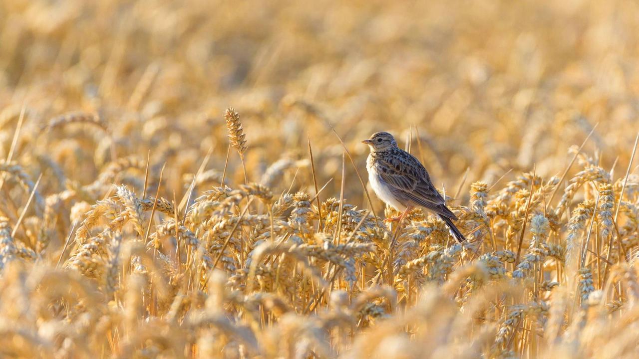 Feldlerche (Alauda arvensis), sitzt in einem Weizenfeld und wacht am Nest Feldlerche (Alauda arvensis), sitzt in einem Weizenfeld und wacht am Nest