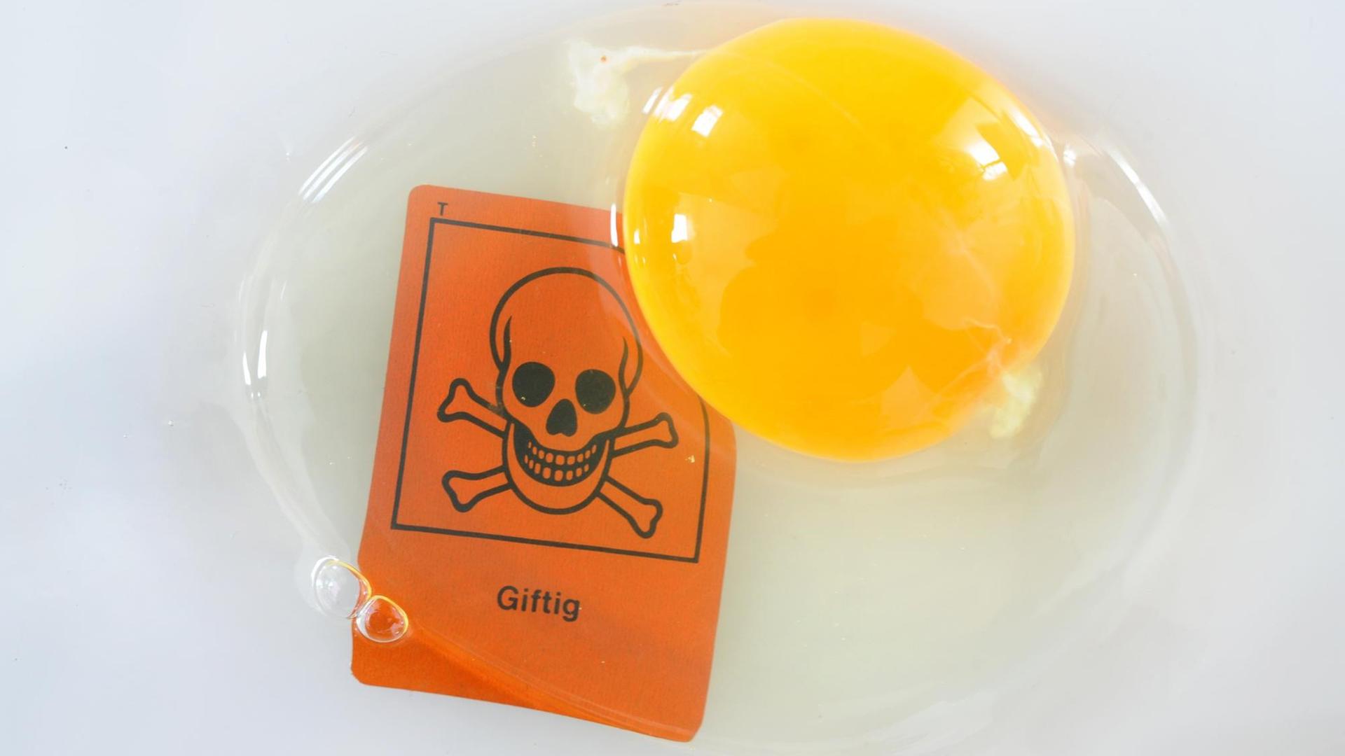 Ein Ei, aufgenommen am Montag (10.01.2011), mit einem Schild mit einem Totenkopf-Zeichen, in Osterode am Harz. Der Skandal um giftiges Dioxin in Eiern und Fleisch nimmt immer größere Dimensionen an. Ein Ei, aufgenommen am Montag (10.01.2011), mit einem Schild mit einem Totenkopf-Zeichen, in Osterode am Harz. Der Skandal um giftiges Dioxin in Eiern und Fleisch nimmt immer größere Dimensionen an.