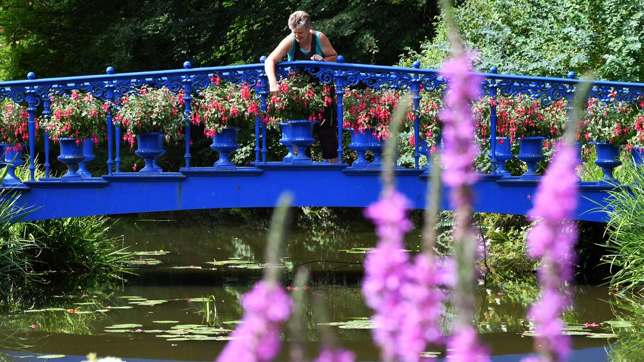 Parkgärtnerin Babette Lange pflegt im Fürst Pückler-Park in Bad Muskau die Pflanzen auf der blauen Fuchsienbrücke im Blauen Garten. Parkgärtnerin Babette Lange pflegt im Fürst Pückler-Park in Bad Muskau die Pflanzen auf der blauen Fuchsienbrücke im Blauen Garten.
