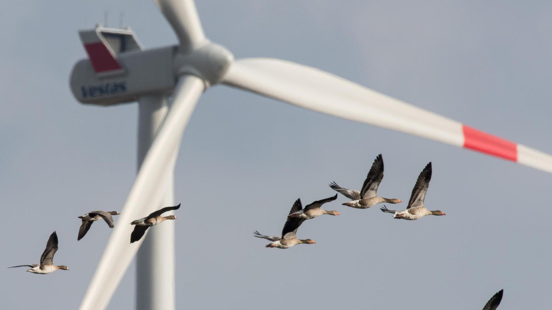Wildgänse fliegen vor einem Windrad entlang Wildgänse fliegen vor einem Windrad entlang