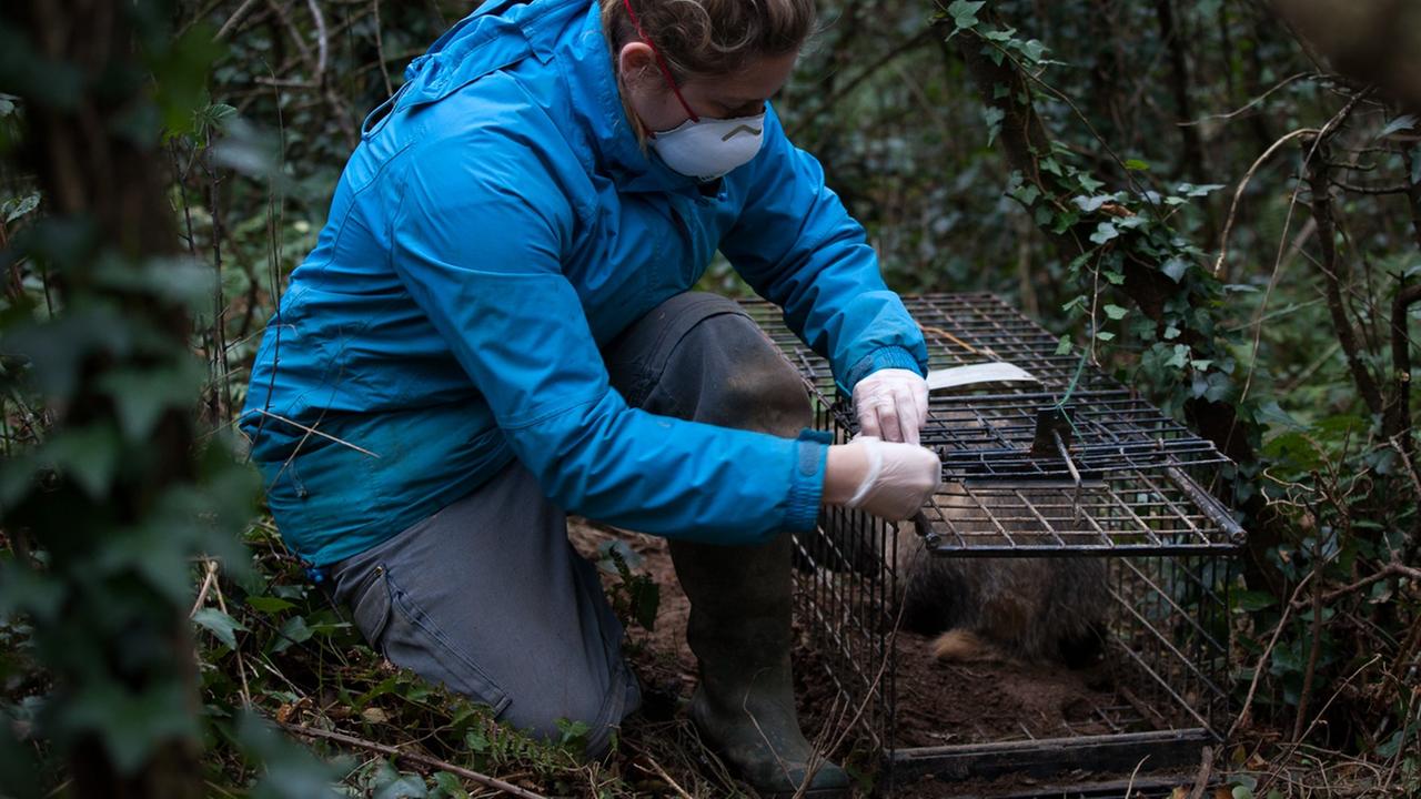 Cally Ham von der Zoological Society of London entlässt einen geimpften Dachs aus einem Käfig in die Freiheit Cally Ham von der Zoological Society of London entlässt einen geimpften Dachs aus einem Käfig in die Freiheit