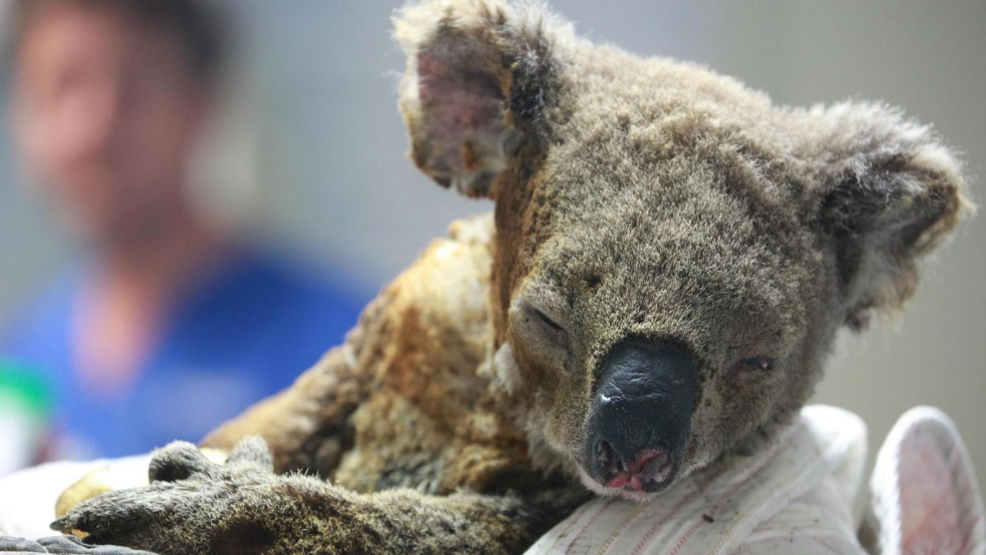 PORT MACQUARIE, AUSTRALIA - NOVEMBER 19: An injured koala receives treatment after its rescue from a bushfire at the Port Macquarie Koala Hospital on November 19, 2019 in Port Macquarie, Australia. PUBLICATIONxINxGERxSUIxAUTxHUNxONLY Copyright: xVCGx CFP111259953695