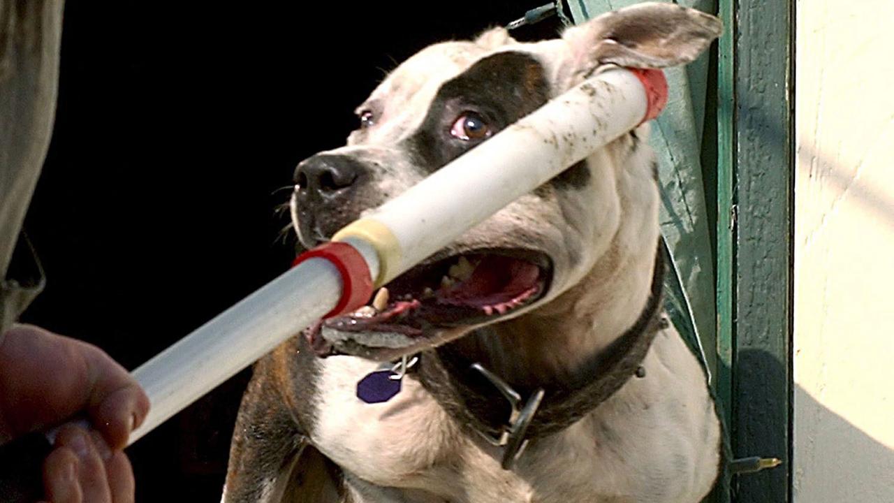 Ein Pitbull schnappt nach dem Stock, den ihm ein Mann hinhält. Ein Pitbull schnappt nach dem Stock, den ihm ein Mann hinhält.