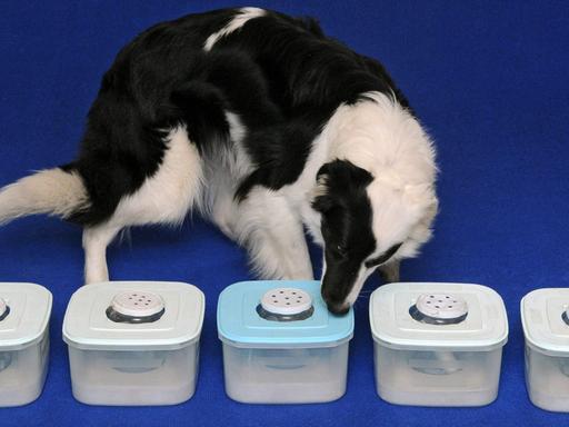 Ein trainierter Border Collie riecht an fünf Boxen mit Geruchsproben.