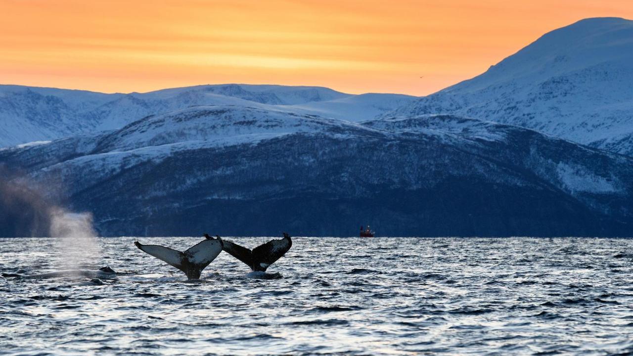 Fluken heben sich im Abendrot aus dem Wasser vor nordischer Küstenlandschaft Fluken heben sich im Abendrot aus dem Wasser vor nordischer Küstenlandschaft