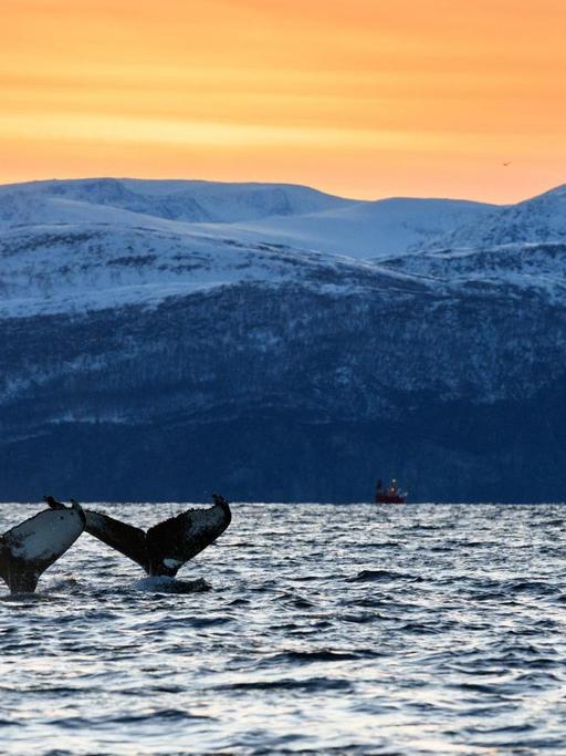 Fluken heben sich im Abendrot aus dem Wasser vor nordischer Küstenlandschaft
