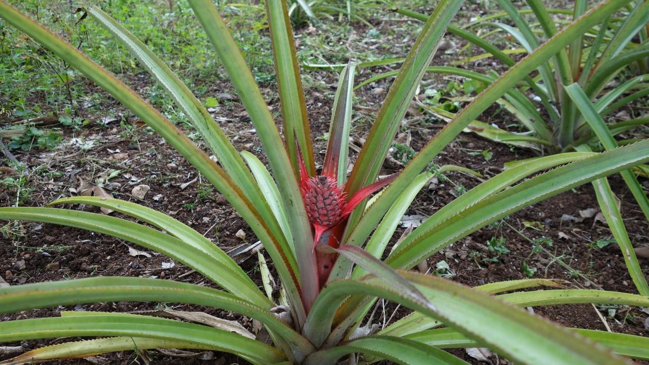 Ananaspflanzen befestigen den Boden und liefern wohlschmeckende Früchte. Die Blüte schimmert rot.