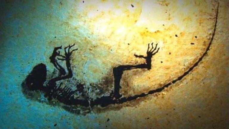 Das rund 47 Millionen Jahre alte Affen-Fossil «Ida» aus der Grube Messel bei Darmstadt (undatiertes Handout). Das Primatenskelett gilt als das weltweit älteste und vollständigste. Das rund 47 Millionen Jahre alte Affen-Fossil «Ida» aus der Grube Messel bei Darmstadt (undatiertes Handout). Das Primatenskelett gilt als das weltweit älteste und vollständigste.