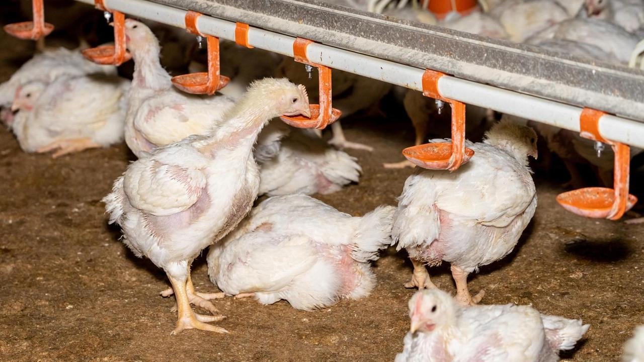 Junge Hähnchen in einer Mastanlage bedienen sich an den Wassertränken. Zu sehen sind ausserdem die Tränkeschalen unter den Tränkenippeln, die verhindern sollen, dass der Untergrund zu feucht wird. Junge Hähnchen in einer Mastanlage bedienen sich an den Wassertränken. Zu sehen sind ausserdem die Tränkeschalen unter den Tränkenippeln, die verhindern sollen, dass der Untergrund zu feucht wird.