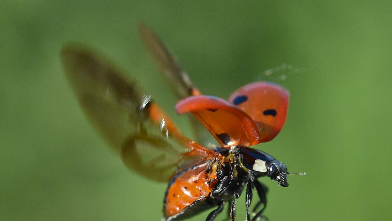 Kurz vor dem Abflug öffnet am 30.05.2014 ein Marienkäfer die beiden Deckflügel auf der Spitze eines trockenen Stengels. Kurz vor dem Abflug öffnet am 30.05.2014 ein Marienkäfer die beiden Deckflügel auf der Spitze eines trockenen Stengels.