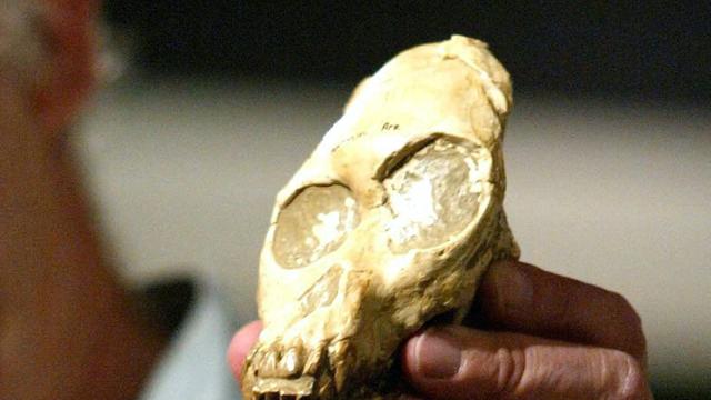 Nachbildung des fossilen Schädels "Kind von Taung"