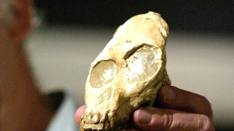 Nachbildung des fossilen Schädels "Kind von Taung" Nachbildung des fossilen Schädels "Kind von Taung"