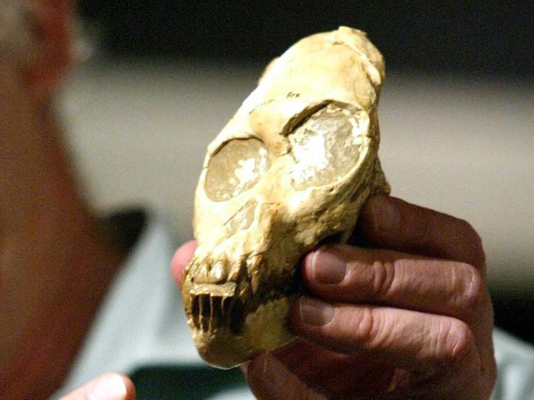 Nachbildung des fossilen Schädels des "Kind von Taung" Nachbildung des fossilen Schädels des "Kind von Taung"