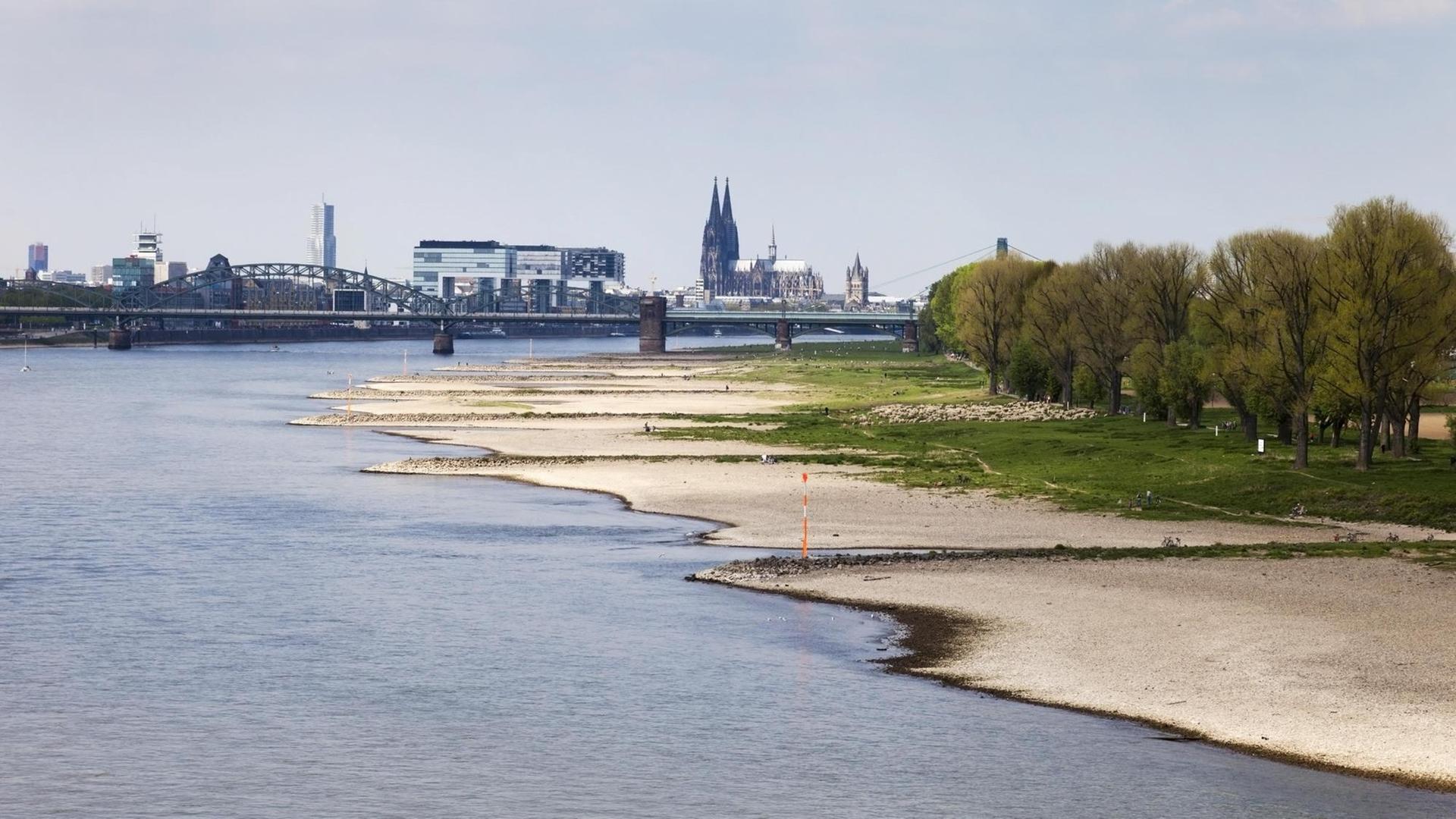 Blick auf Köln bei Niedrigwasser des Rheins zwischen Köln-Rodenkirchen und Köln, Nordrhein-Westfalen, Deutschland, Europa | Verwendung weltweit, Keine Weitergabe an Wiederverkäufer. Blick auf Köln bei Niedrigwasser des Rheins zwischen Köln-Rodenkirchen und Köln, Nordrhein-Westfalen, Deutschland, Europa | Verwendung weltweit, Keine Weitergabe an Wiederverkäufer.