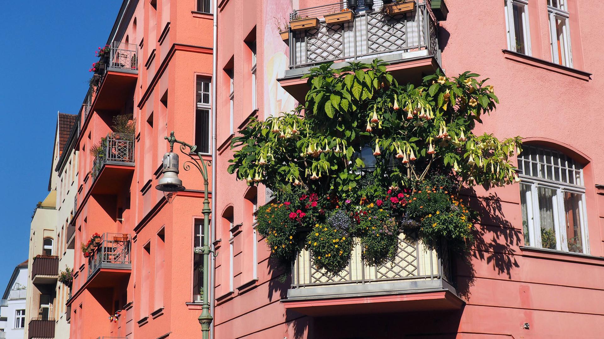 Ein Balkon an einem Altbau im Bezirk Schöneberg in Berlin ist über und über mit blühenden Blumen bewachsen, aufgenommen am 11.10.2015. Foto: Wolfram Steinberg/dpa | Verwendung weltweit