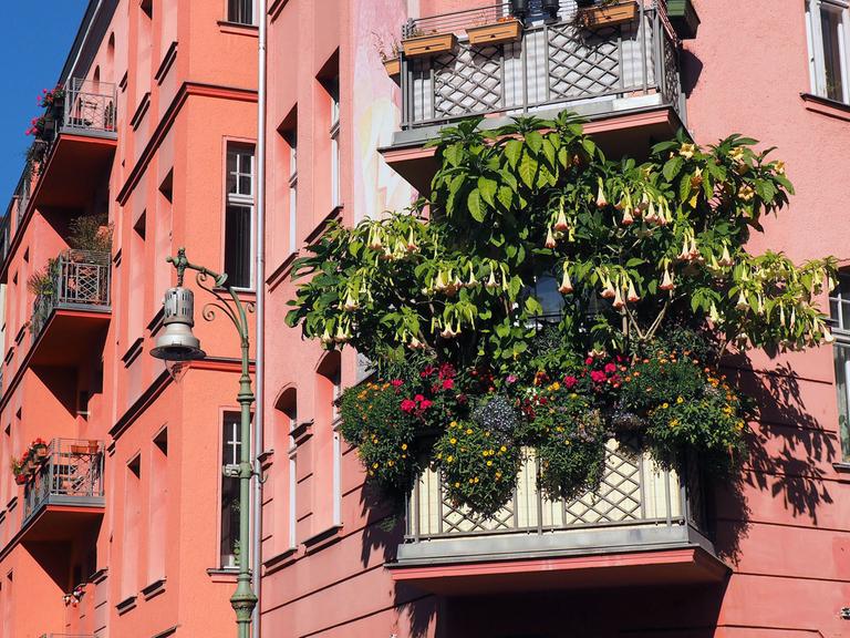 Ein Balkon an einem Altbau im Bezirk Schöneberg in Berlin ist über und über mit blühenden Blumen bewachsen, aufgenommen am 11.10.2015. Foto: Wolfram Steinberg/dpa | Verwendung weltweit