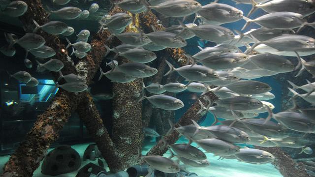 Fische schwimmen um die Basis einer nachgebauten Ölplattform als Teil eines Ausstellungsstücks des Audubon Aquarium of the Americas in New Orleans, USA