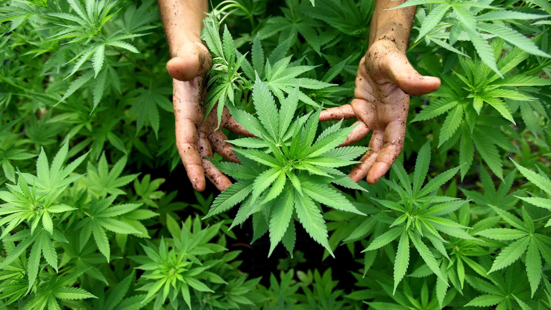 Cannabis-Pflanze in der Nähe der nordisraelischen Stadt Safed Cannabis-Pflanze in der Nähe der nordisraelischen Stadt Safed