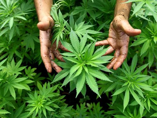 Cannabis-Pflanze in der Nähe der nordisraelischen Stadt Safed