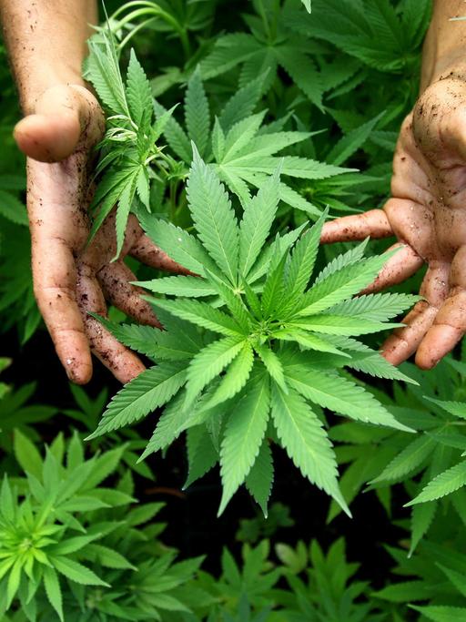 In Uruguay wird der Markt für Cannabis streng reguliert - sechs Pflanzen pro Person in Eigenanbau sind erlaubt oder 40 Gramm pro Monat.