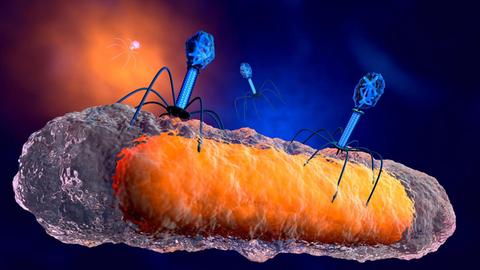 Eine 3D-Illustration von Bakteriophagen-Viren, die Bakterien attackieren.