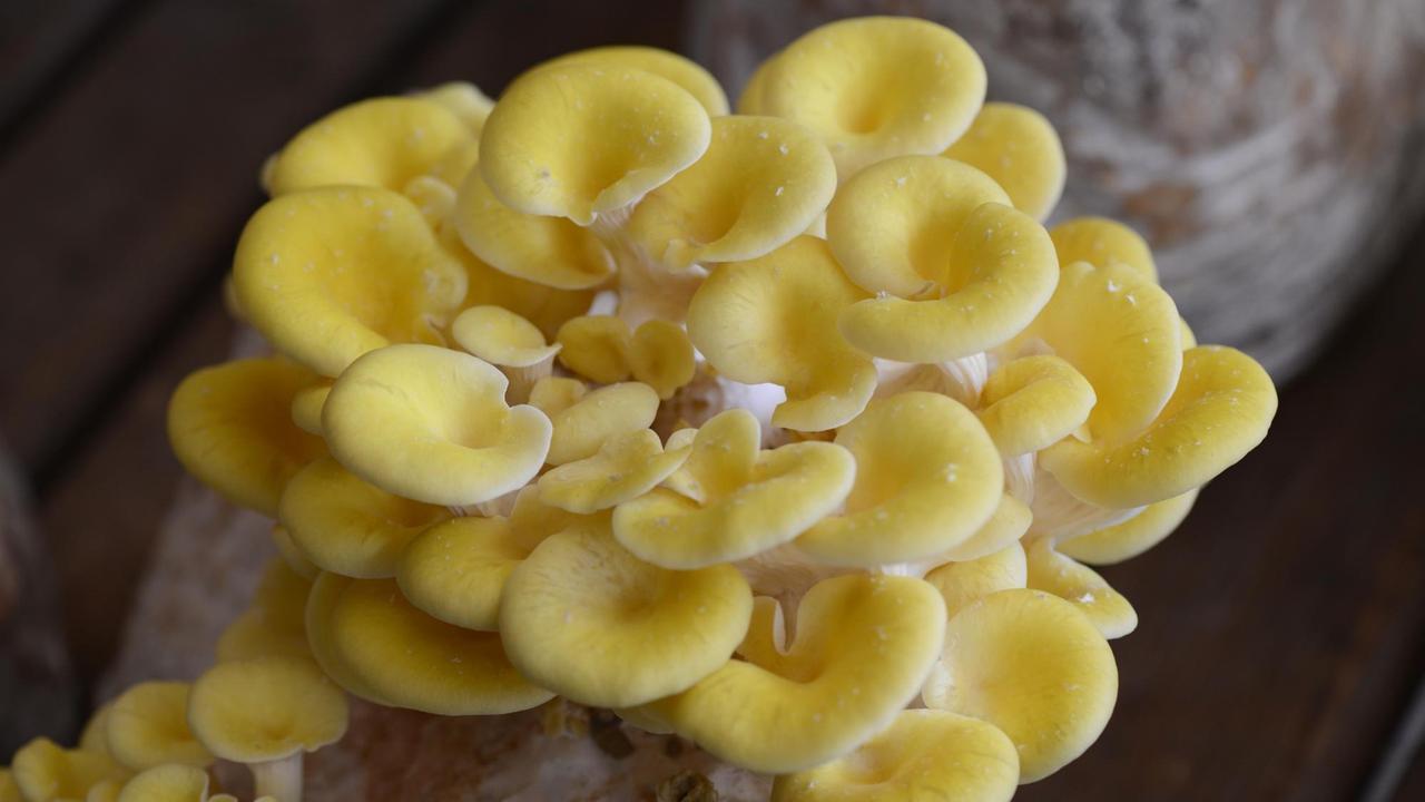 Gezüchtete Pilze der Sorte Zitronen-Seitling (Pleurotus citrinopileatus) auf einem Nährboden aus Buchenäegemehl, aufgenommen 2015 in der Lagerhalle eines Pilzzüchters in Leichlingen in Nordrhein-Westfalen