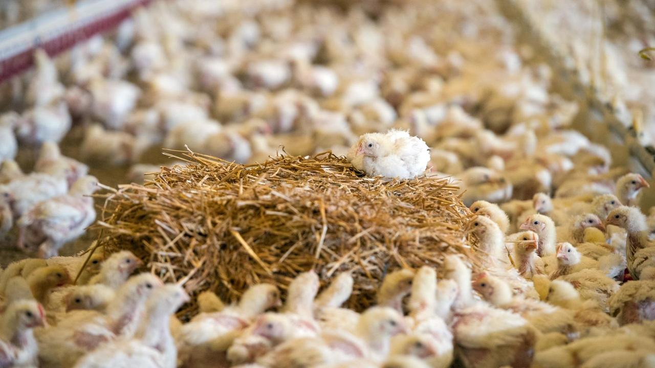 Mehrere Kücken versammeln sich in einer Geflügelmast um einen Strohballen. Mehrere Kücken versammeln sich in einer Geflügelmast um einen Strohballen.
