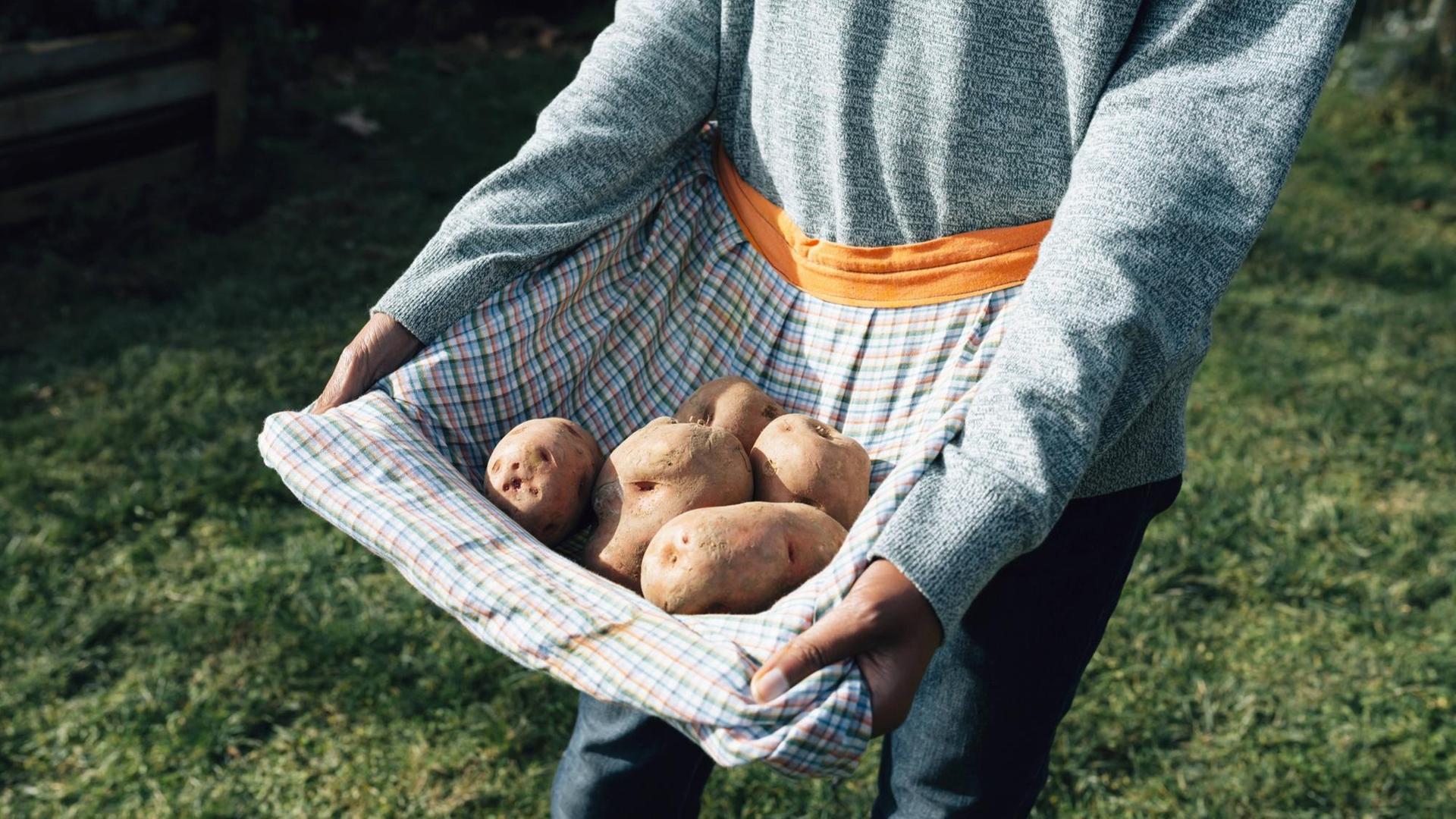 Eine Frau trägt frische Kartoffeln in ihrer Schürze. Eine Frau trägt frische Kartoffeln in ihrer Schürze.
