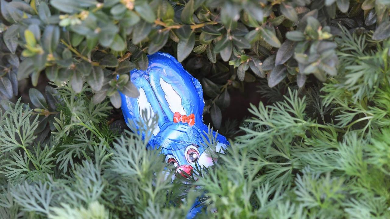 Ein Schoko Osterhase ist im Garten zwischen Zweigen versteckt. Ein Schoko Osterhase ist im Garten zwischen Zweigen versteckt.