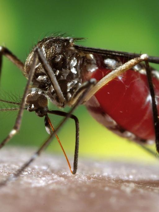 Eine weibliche Gelbfiebermücke saugt menschliches Blut.