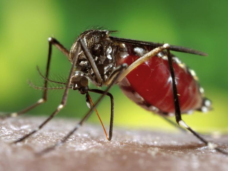 Eine weibliche Gelbfiebermücke saugt menschliches Blut.