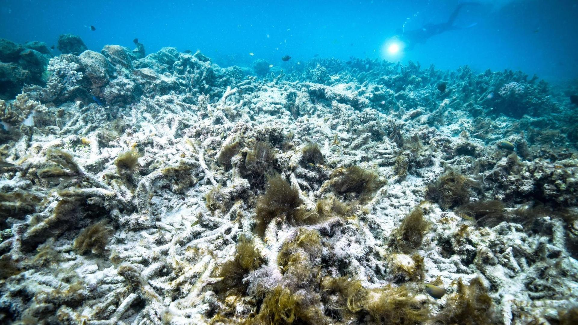 Korallenbleiche am Great Barrier Reef in Australien.
