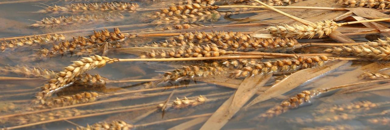 Weizenähren liegen plattgedrückt in trübem Wasser Weizenähren liegen plattgedrückt in trübem Wasser