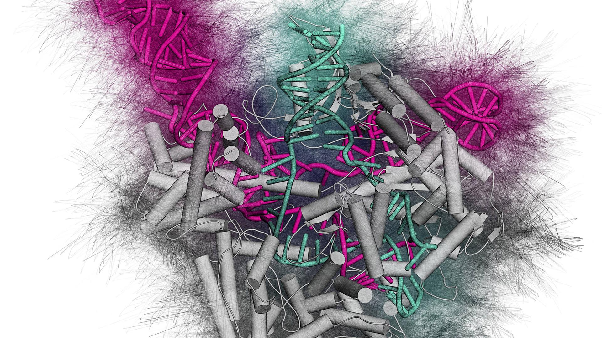 Ein CRISPR-CAS9 Genscheren-Komplex von Streptococcus pyogenes. Das Cas9 Nuklease Protein (grau) nutzt eine RNA-Sequenz (pink), um DNA (grün) zu schneiden. Ein CRISPR-CAS9 Genscheren-Komplex von Streptococcus pyogenes. Das Cas9 Nuklease Protein (grau) nutzt eine RNA-Sequenz (pink), um DNA (grün) zu schneiden.
