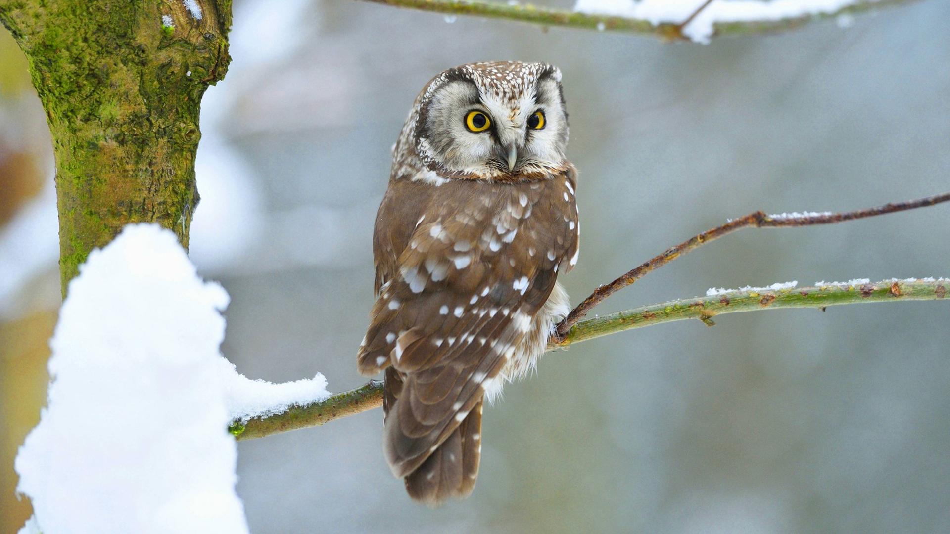 Ein Raufußkauz auf einem Ast im Winter in Deutschland. Ein Raufußkauz auf einem Ast im Winter in Deutschland.