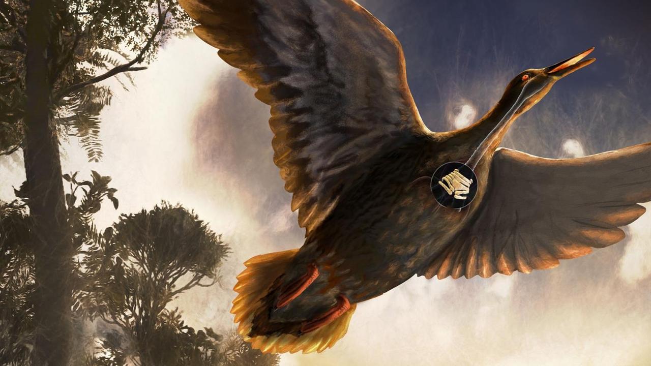 Vegavis iaai fliegt quakend durch einen Küstenwald von Vega Island Vegavis iaai fliegt quakend durch einen Küstenwald von Vega Island