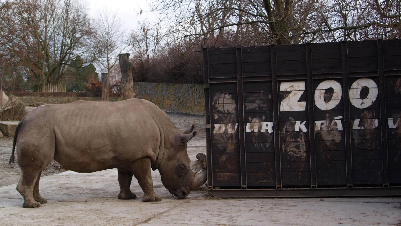 Ein Nördliches Breitmaulnashorn beschnuppert in seinem Gehege im tschechischen Zoo Dvur Kralove (Königinhof an der Elbe) einen Reisecontainer. Ein Nördliches Breitmaulnashorn beschnuppert in seinem Gehege im tschechischen Zoo Dvur Kralove (Königinhof an der Elbe) einen Reisecontainer.