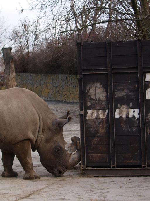 Ein Nördliches Breitmaulnashorn beschnuppert in seinem Gehege im tschechischen Zoo Dvur Kralove (Königinhof an der Elbe) einen Reisecontainer.