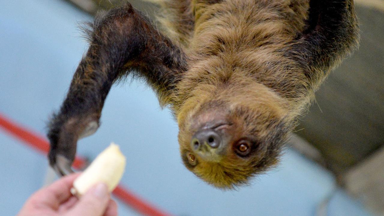 Ein Faultier greift nach einer Banane. Ein Faultier greift nach einer Banane.