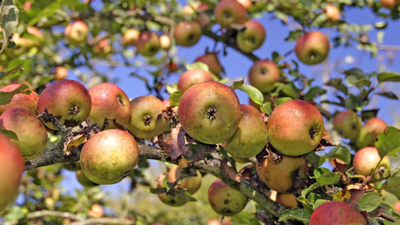 An den Ästen eines Apfelbaum hängen viele rot-grün-gelbe Äpfel.