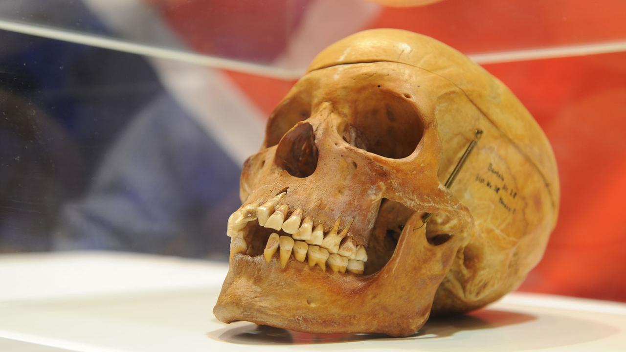 Bei der Übergabe von 20 Schädeln an die Opferorganisation "Ovaherero/ Ovambanderu - Rat für Dialog über den Genozid von 1904" steht ein Schädel am Freitag (30.09.2011) in der Berliner Charité hinter Plexiglas. Vor mehr als hundert Jahren ermordeten deutsche Soldaten tausende Einwohner der damaligen Kolonie Deutsch-Südwestafrika. Bei der Übergabe von 20 Schädeln an die Opferorganisation "Ovaherero/ Ovambanderu - Rat für Dialog über den Genozid von 1904" steht ein Schädel am Freitag (30.09.2011) in der Berliner Charité hinter Plexiglas. Vor mehr als hundert Jahren ermordeten deutsche Soldaten tausende Einwohner der damaligen Kolonie Deutsch-Südwestafrika.