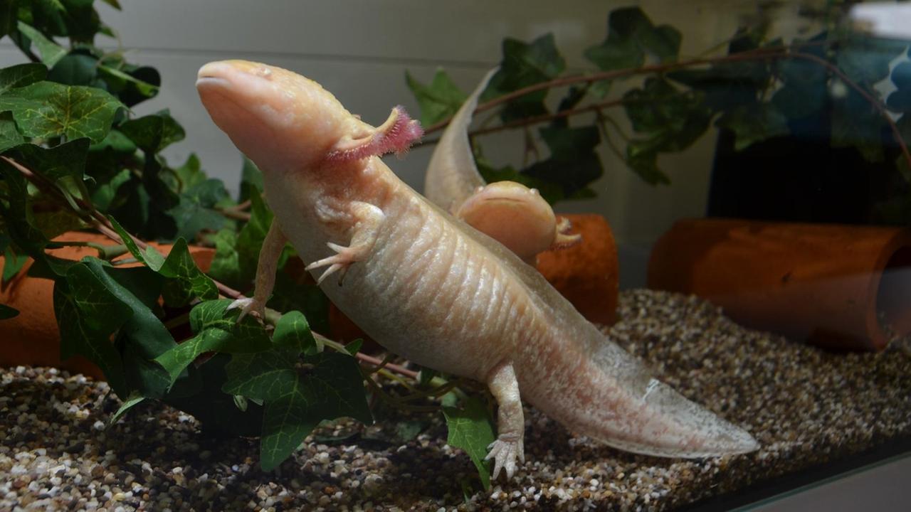 Ein Molch der Gattung Ambystoma mexicanum (Axolotl) im Aquarium, Seitenansicht Ein Molch der Gattung Ambystoma mexicanum (Axolotl) im Aquarium, Seitenansicht