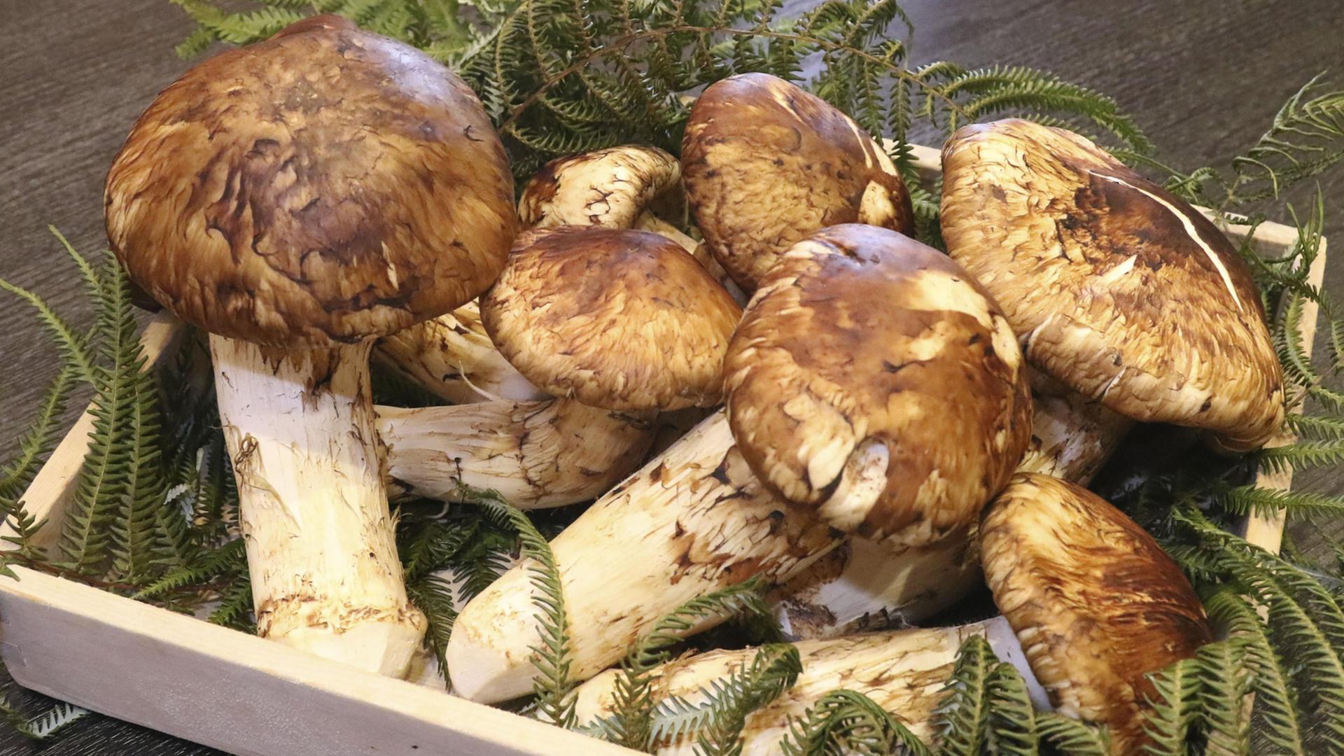 Matsutake-Pilze - präsentiert in einem japanischen Restaurant. Matsutake-Pilze - präsentiert in einem japanischen Restaurant.