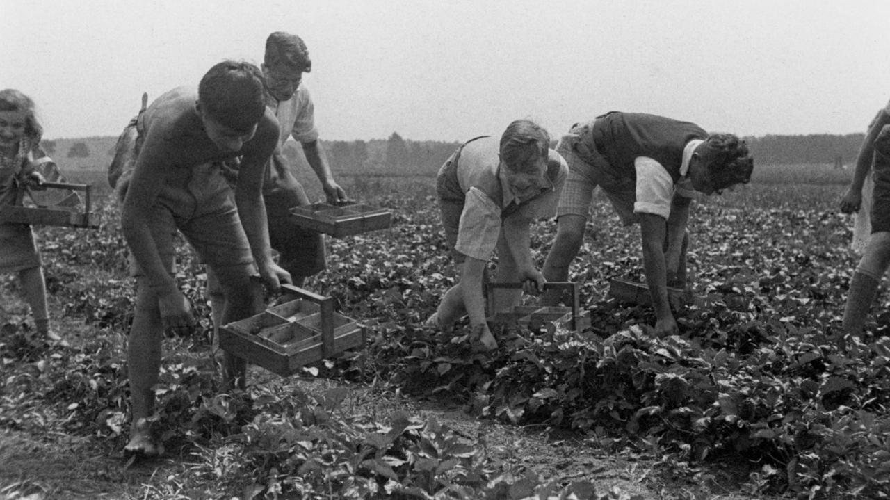 Jugendliche arbeiten auf einem Feld. Jugendliche arbeiten auf einem Feld.