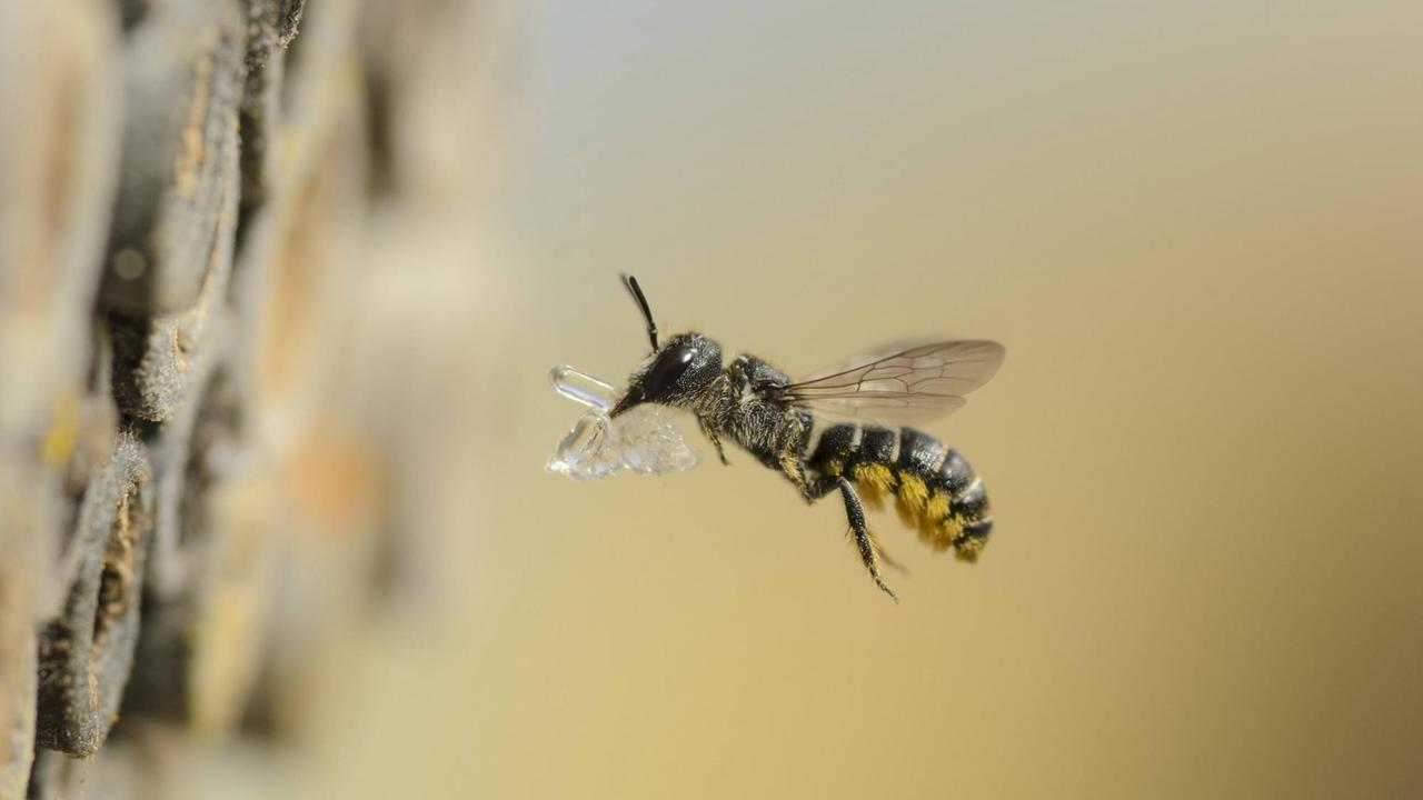 Eine Biene fliegt mit Harz auf ihren Bienenstock zu Eine Biene fliegt mit Harz auf ihren Bienenstock zu