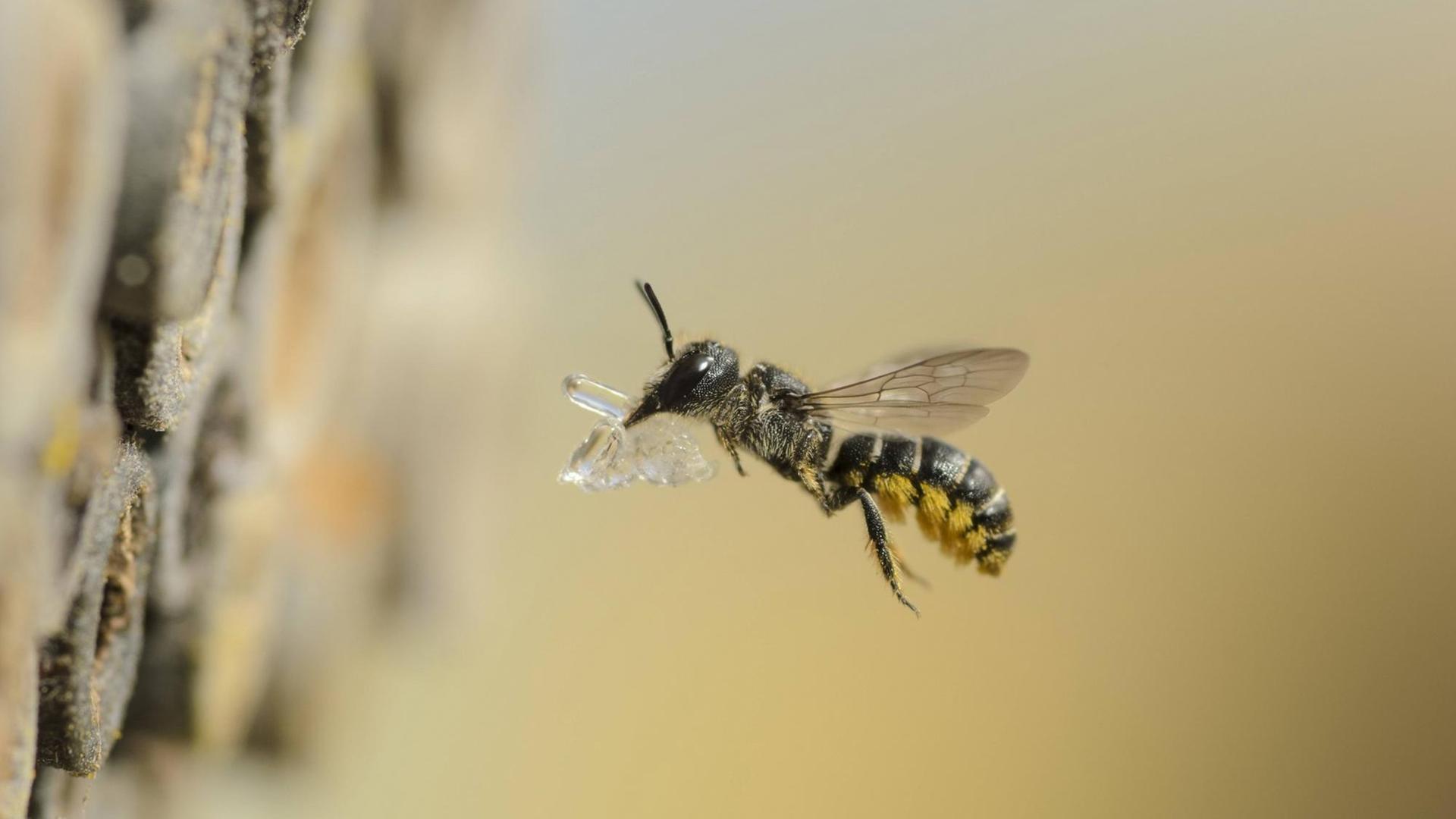 Eine Biene fliegt mit Harz auf ihren Bienenstock zu Eine Biene fliegt mit Harz auf ihren Bienenstock zu