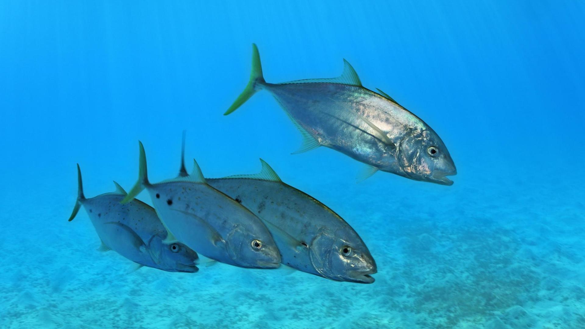 Vier Schmarotzer-Makrelen (Carangoides gymnostethus) in hellblauem Wasser über einer Seegraswiese. Vier Schmarotzer-Makrelen (Carangoides gymnostethus) in hellblauem Wasser über einer Seegraswiese.