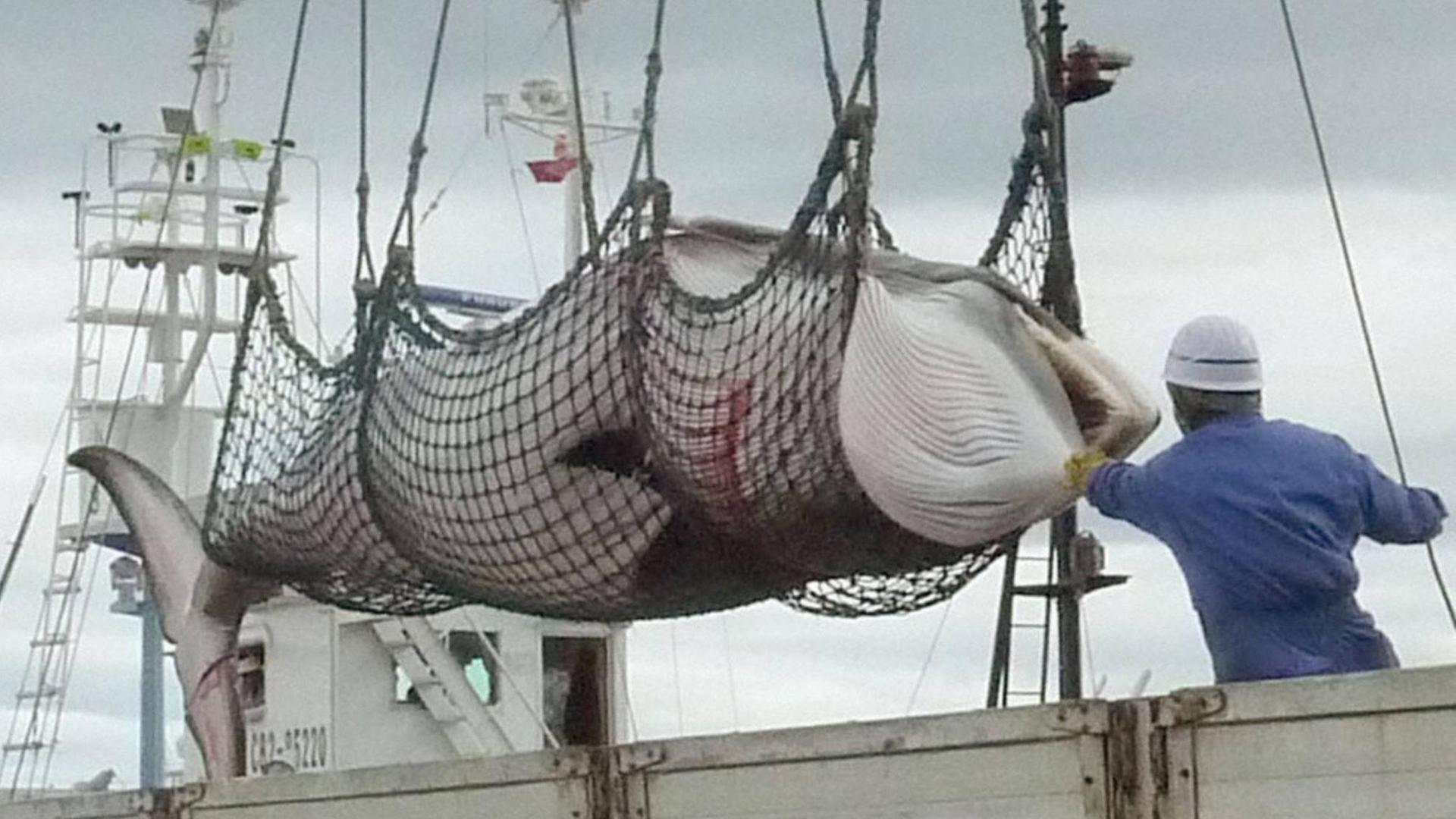 Ein Zwergwal im Netz eines Walfängers wird im Hafen von Kushiro in Nordjapan abgeladen. Ein Zwergwal im Netz eines Walfängers wird im Hafen von Kushiro in Nordjapan abgeladen.