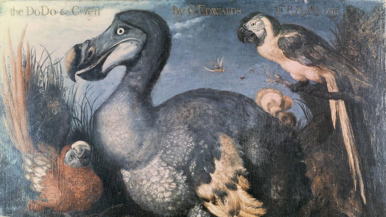 Das Gemälde "Dronte" von George Edwards Das Gemälde "Dronte" von George Edwards
